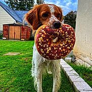 Utah participe au concours pour gagner de l'argent avec cette photo : animal, brown, cloudy_sky, cute, dog, donut, ears, fur, garden, grass, house, nature, outdoor, pet, playful, plush, snout, toy, white, yard