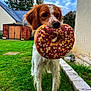 animal, brown, cloudy_sky, cute, dog, donut, ears, fur, garden, grass, house, nature, outdoor, pet, playful, plush, snout, toy, white, yard