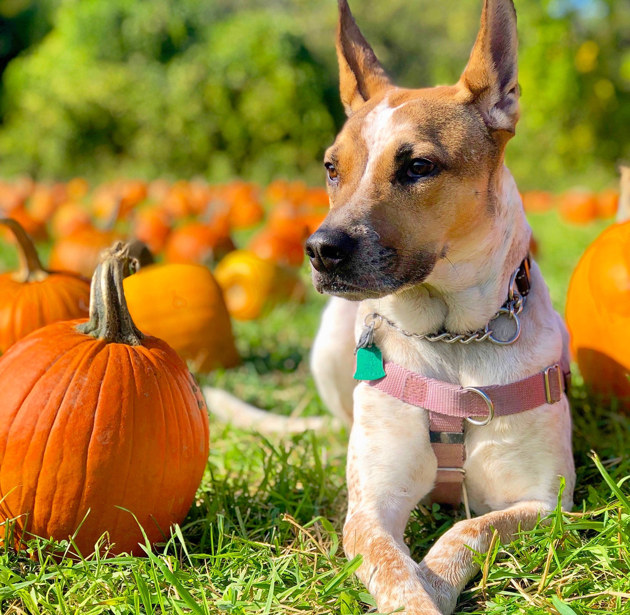 Maddy is registered to the contest to win money with this photo: ancient_dog_breeds, autumn, calabaza, canidae, carnivore, cucurbita, dog, dog_breed, fawn, fruit, grass, plant, pumpkin, rat_terrier, snout, vegetable