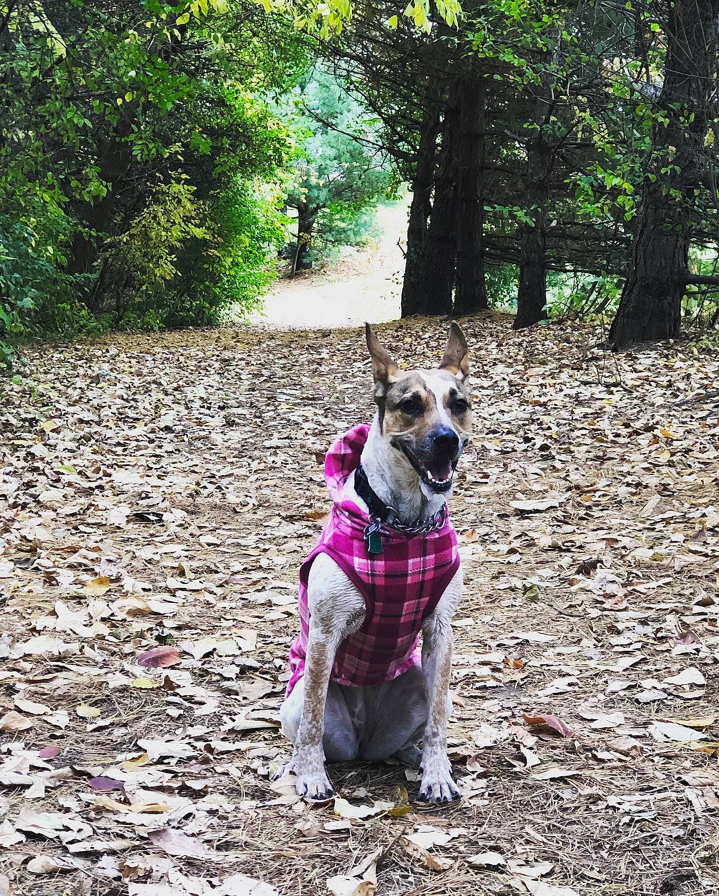 Maddy is registered to the contest to win money with this photo: adventure, canidae, carnivore, dog, dog_breed, fawn, leaf, non_sporting_group, pink, plant, sporting_group, trail, tree, walking