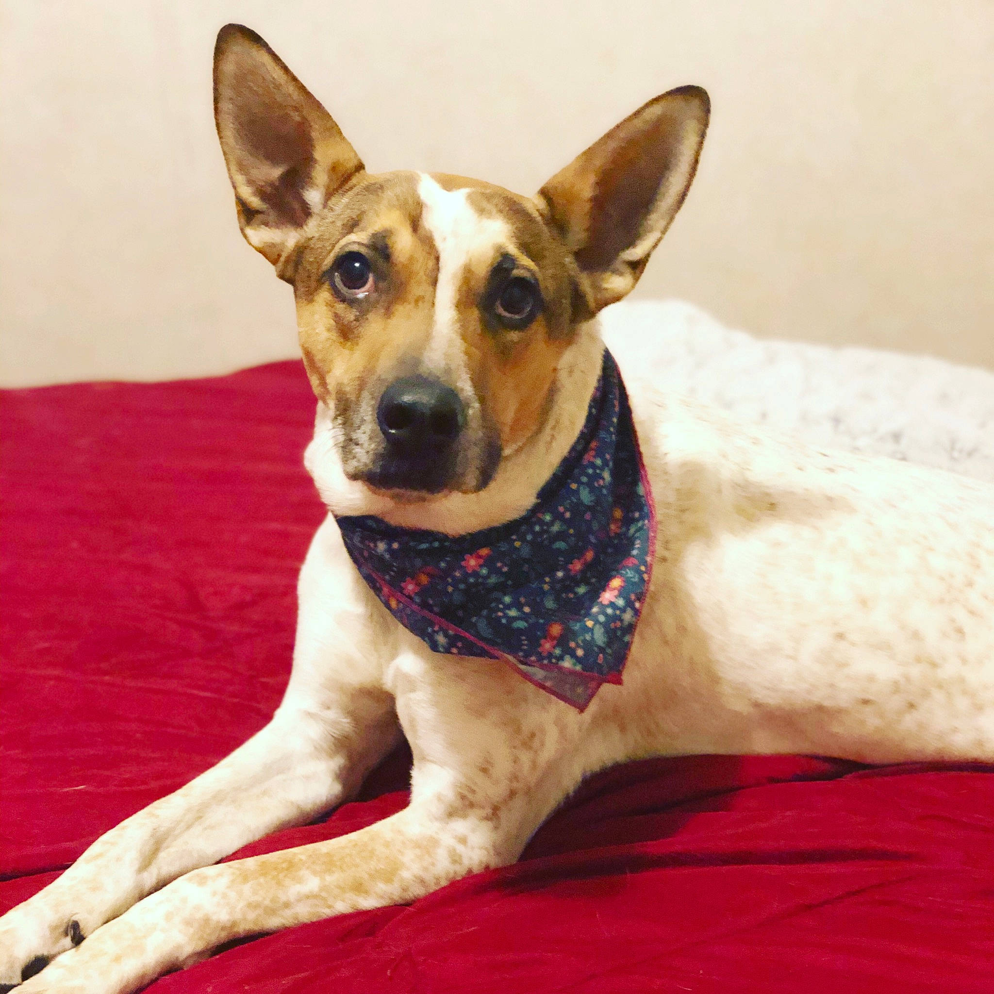Maddy is registered to the contest to win money with this photo: ancient_dog_breeds, australian_cattle_dog, canidae, carnivore, companion_dog, dog, dog_breed, fawn, feist, mammal, miniature_fox_terrier, rare_breed_dog, rat_terrier, snout, teddy_roosevelt_terrier, tenterfield_terrier, toy_fox_terrier, vertebrate