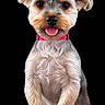 animal, black_background, collar, cute, dog, ears, eyes, fluffy, front_facing, fur, nose, pet, pink_collar, portrait, puppy, sitting, smiling, studio_style, terrier, tongue