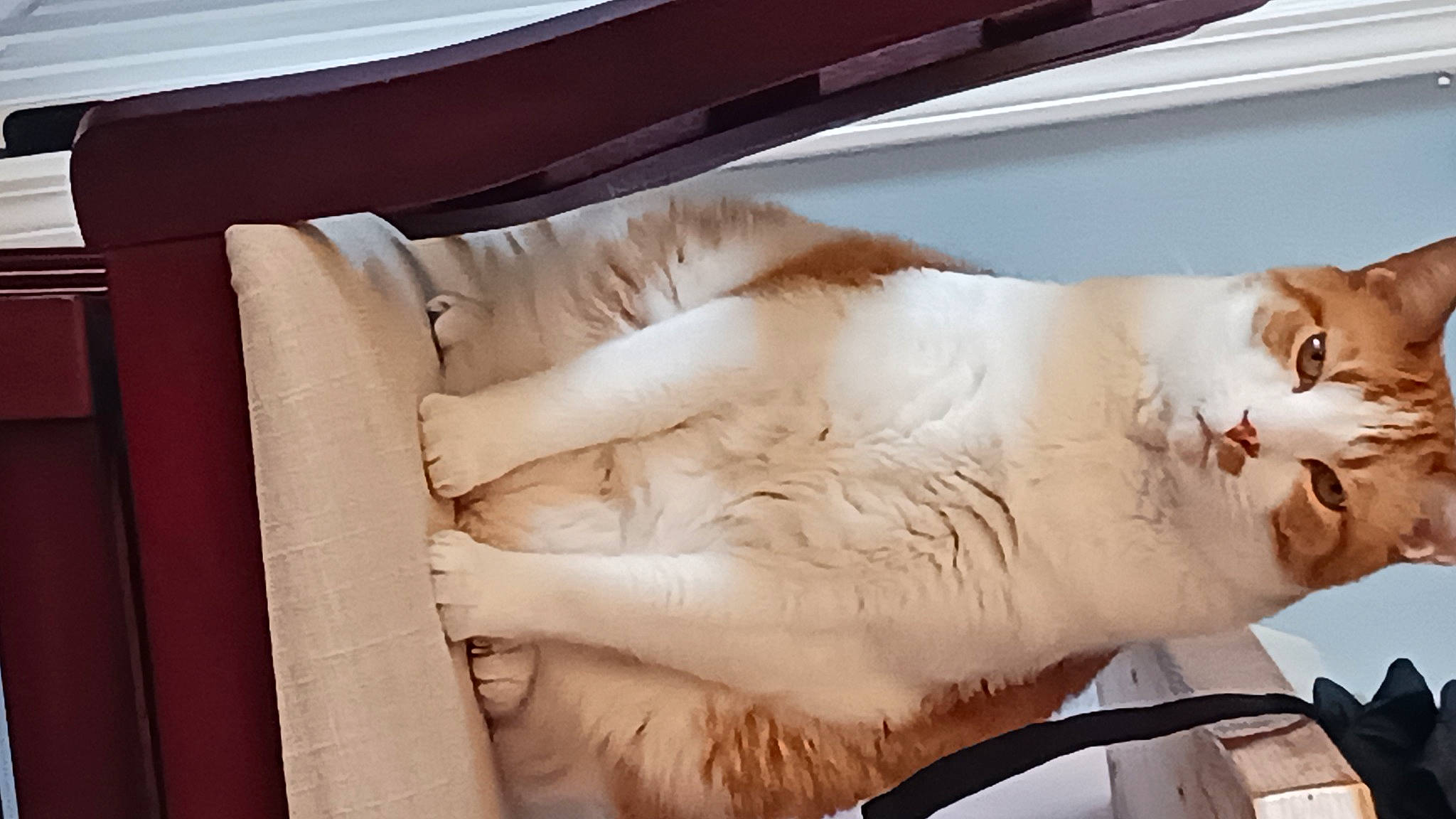 John John is registered to the contest to win money with this photo: abdomen, art, carnivore, cat, chest, comfort, domestic_short_haired_cat, eyelash, felidae, fur, nap, paw, room, small_to_medium_sized_cats, tail, whiskers, window