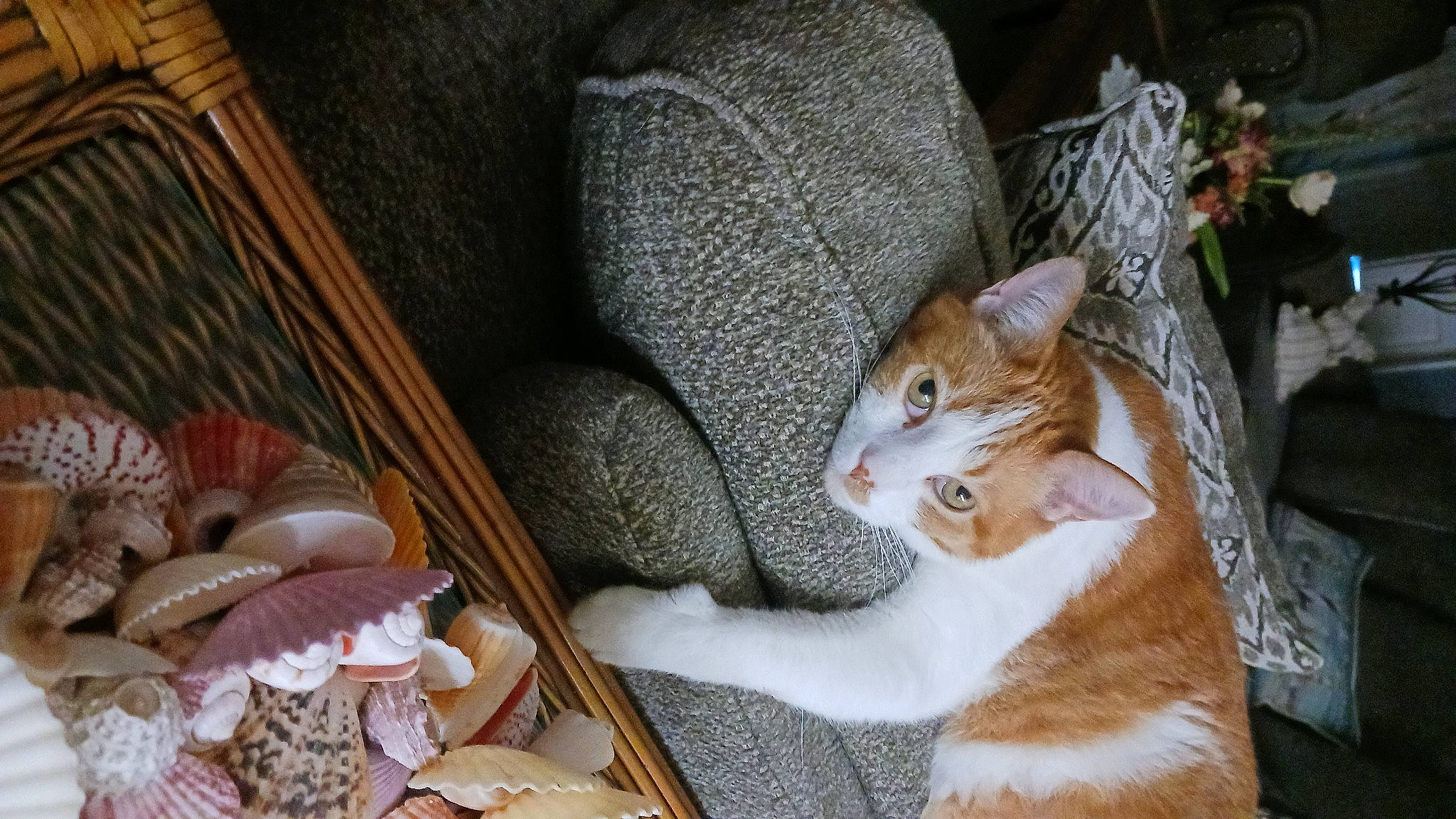 John John is registered to the contest to win money with this photo: carnivore, cat, chair, claw, comfort, domestic_short_haired_cat, fawn, felidae, fur, linens, paw, plant, sitting, small_to_medium_sized_cats, snout, tail, tree, whiskers, window, wood