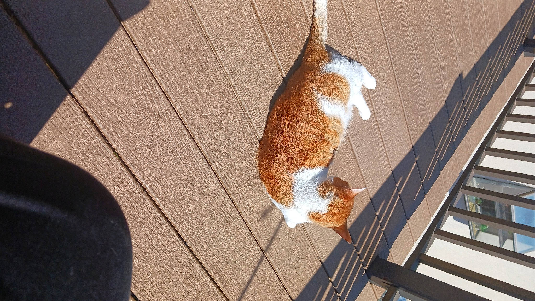 John John is registered to the contest to win money with this photo: brown, carnivore, cat, companion_dog, dog_breed, fawn, felidae, floor, flooring, fur, hardwood, mammal, small_to_medium_sized_cats, snout, tail, vertebrate, whiskers, window, wood, wood_stain