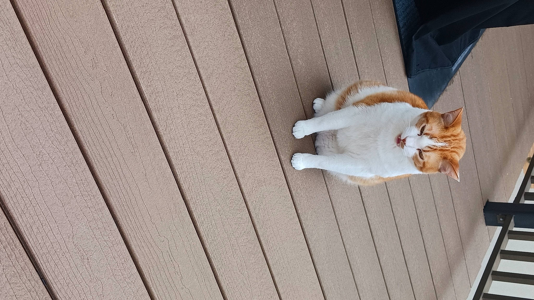 John John is registered to the contest to win money with this photo: canidae, carnivore, cat, ceiling, domestic_short_haired_cat, fawn, felidae, flooring, fur, hardwood, pattern, paw, plywood, small_to_medium_sized_cats, tail, whiskers, window, wood, wood_flooring, wood_stain