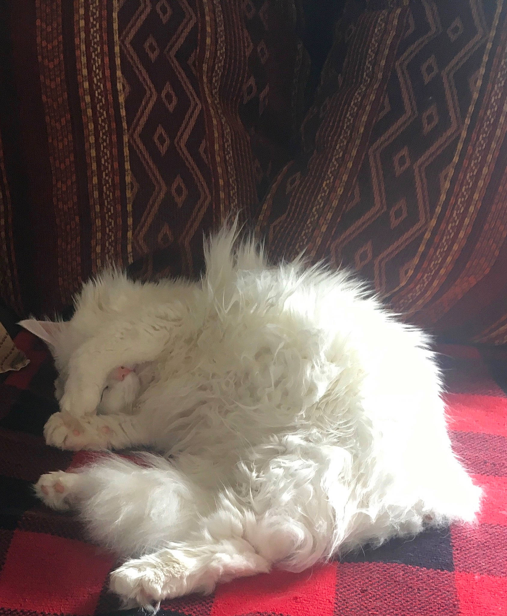 Sissy participe au concours pour gagner de l'argent avec cette photo : carnivore, cat, claw, comfort, companion_dog, fawn, felidae, fur, nap, natural_material, paw, small_to_medium_sized_cats, snout, tail, terrestrial_animal, whiskers