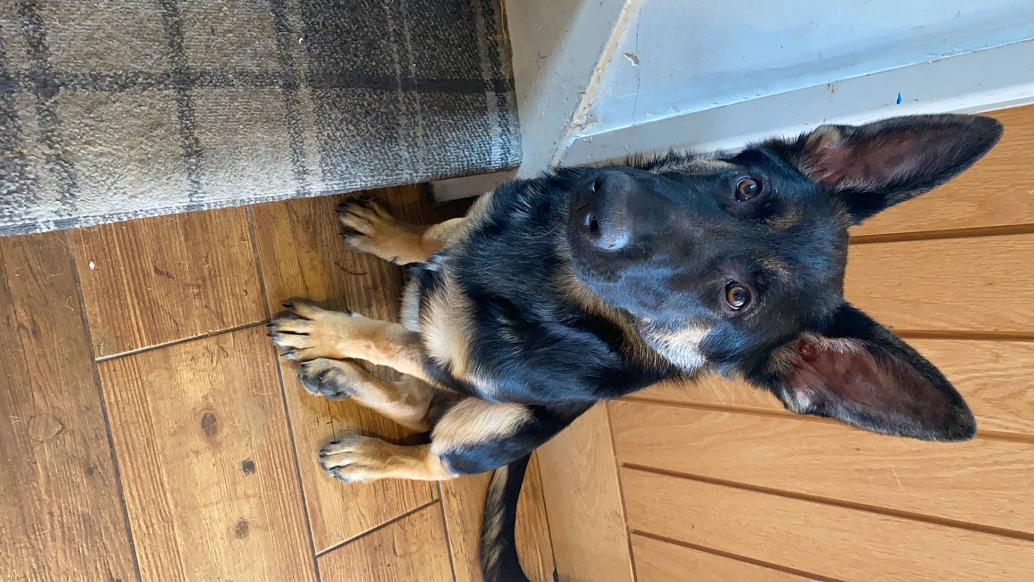 Elvis joined the competition — help win amazing prizes! borador, canidae, carnivore, companion_dog, dog, dog_breed, ear, electric_blue, fawn, flooring, fur, hardwood, herding_dog, plank, sporting_group, tail, whiskers, wood, working_animal, working_dog