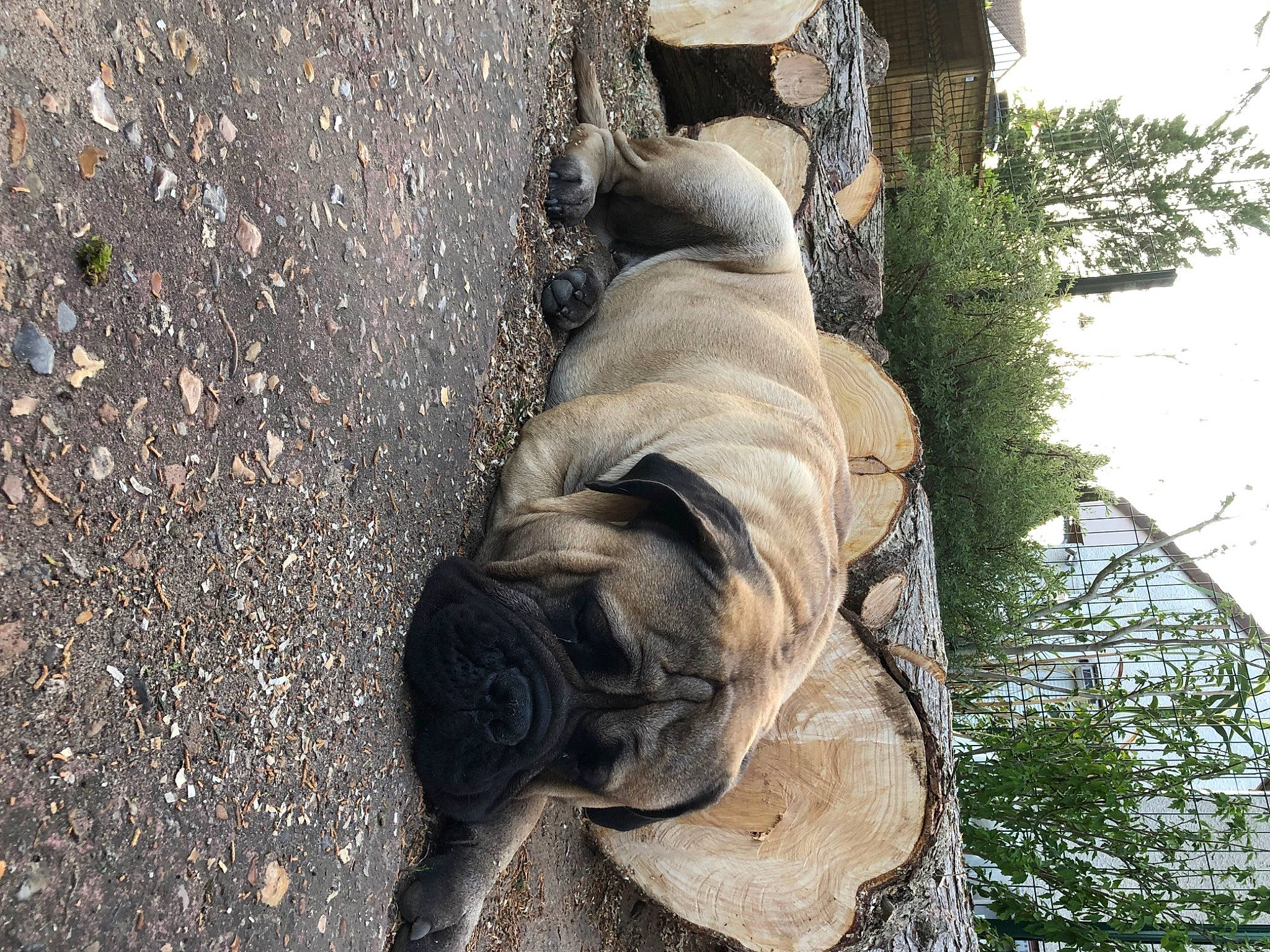 Panzer a rejoint le concours — aidez-le/la à gagner de superbes lots ! canidae, carnivore, dog, dog_breed, fawn, fur, natural_material, plant, road_surface, sky, snout, sporting_group, tail, terrestrial_animal, tree, trunk, water, wood, working_animal, wrinkle