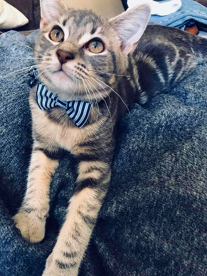 Stormy is registered to the contest to win money with this photo: abyssinian, accessories, animal, blanket, cat, couch, cushion, egyptiancat, face, formalwear, furniture, head, homedecor, kitten, manx, person, pet, photography, portrait, tie