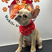Piper is registered to the contest to win money with this photo: dog, puppy, french_bulldog, red_bandana, pet, cute, animal, indoor, logo, wall, black_surface, ears, face, sitting, portrait, grooming, mobile_service, attention, curious, studio