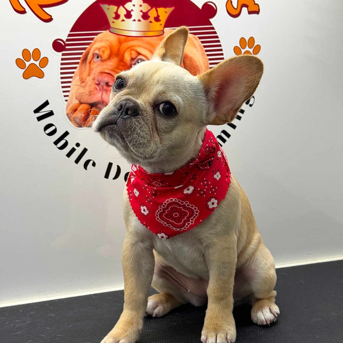 Piper is registered to the contest to win money with this photo: dog, puppy, french_bulldog, red_bandana, pet, cute, animal, indoor, logo, wall, black_surface, ears, face, sitting, portrait, grooming, mobile_service, attention, curious, studio