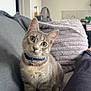 Lewan a rejoint le concours — aidez-le/la à gagner de superbes lots ! cat, tabby, gray_cat, pet, collar, bell, indoor, couch, pillow, curious, head_tilt, feline, domestic_animal, fur, whiskers, ears, sitting, cozy, home, relaxed