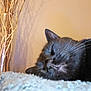 Doudou a rejoint le concours — aidez-le/la à gagner de superbes lots ! animal, black_cat, close_up, cozy, decor, feline, fur, home, indoor, pet, quiet, relaxation, resting, shadow, sleeping, soft_surface, twigs, vase, wall, whiskers