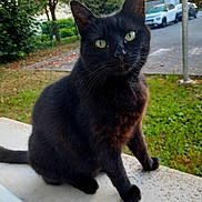 Doudou a rejoint le concours — aidez-le/la à gagner de superbes lots ! alert, animal, black_cat, car, cat, domestic_animal, feline, fur, grass, green_eyes, mammal, nature, outdoor, parking, pet, sidewalk, sitting, street, tree, whiskers