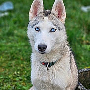Kyra a rejoint le concours — aidez-le/la à gagner de superbes lots ! dog, siberian_husky, blue_eyes, outdoor, grass, pet, animal, fur, portrait, collar, canine, mammal, sitting, nature, closeup, attentive, cute, focused, daylight, domestic_animal