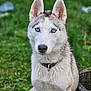 dog, siberian_husky, blue_eyes, outdoor, grass, pet, animal, fur, portrait, collar, canine, mammal, sitting, nature, closeup, attentive, cute, focused, daylight, domestic_animal