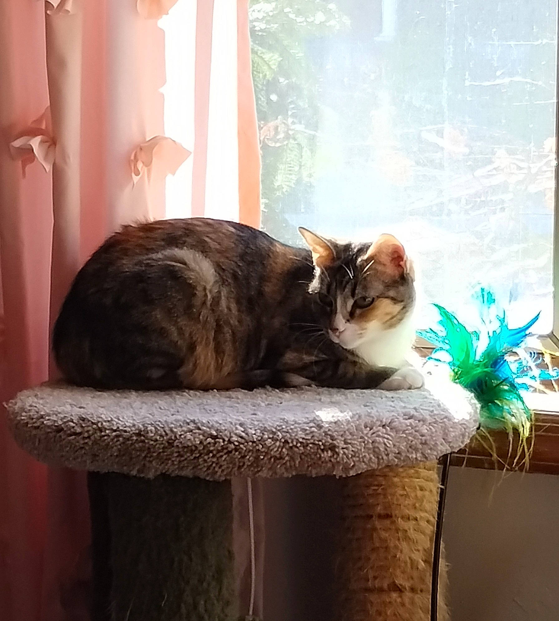 Sophia joined the competition — help win amazing prizes! carnivore, cat, comfort, curtain, domestic_short_haired_cat, felidae, fur, houseplant, interior_design, plant, rectangle, room, sitting, small_to_medium_sized_cats, tail, tints_and_shades, whiskers, window, window_covering, wood