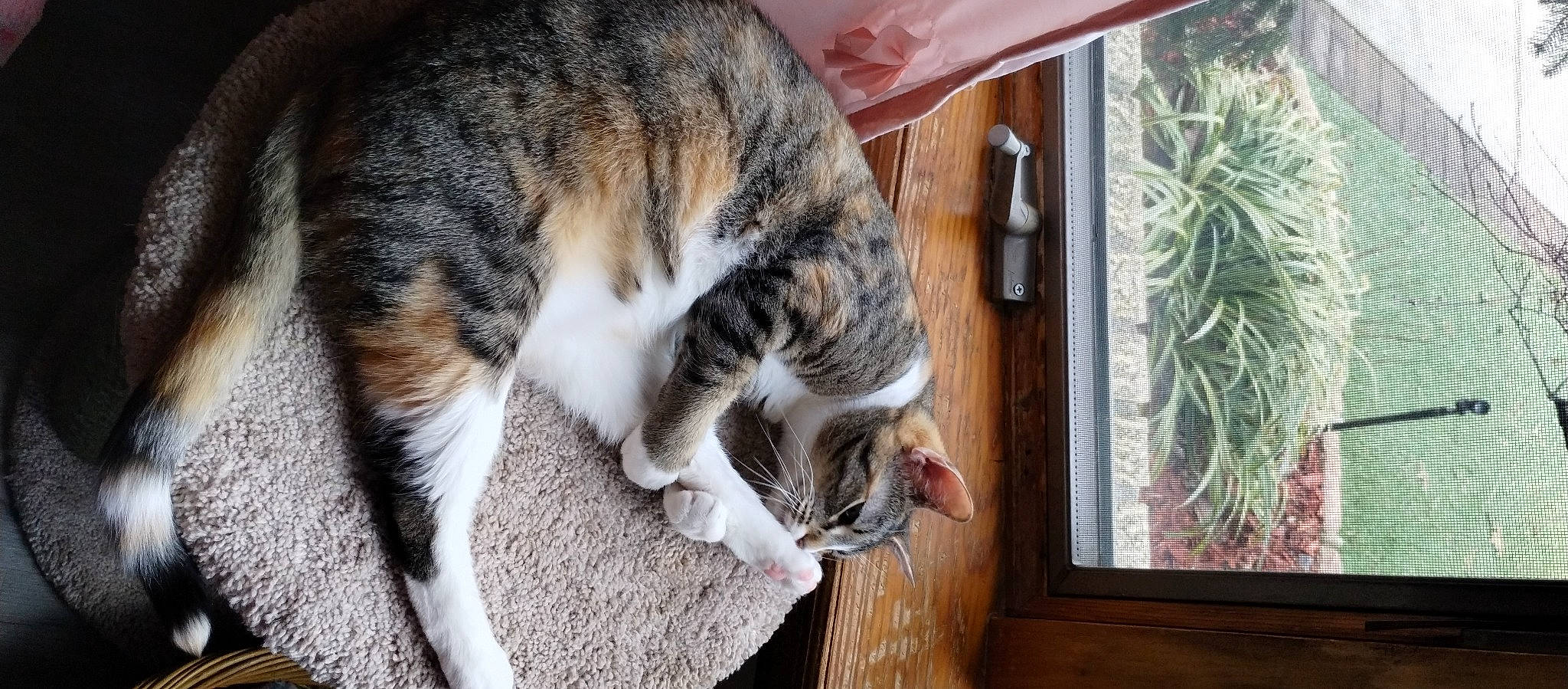 Sophia joined the competition — help win amazing prizes! carnivore, cat, claw, domestic_short_haired_cat, felidae, fur, grass, hardwood, herb, paw, small_to_medium_sized_cats, tail, tree, whiskers, window, wood