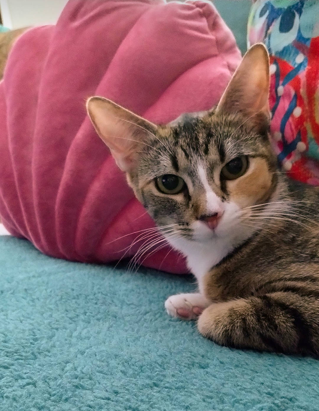 Sophia joined the competition — help win amazing prizes! carnivore, cat, cat_supply, claw, comfort, domestic_short_haired_cat, felidae, foot, fur, paw, sitting, small_to_medium_sized_cats, snout, tail, terrestrial_animal, whiskers, wildlife