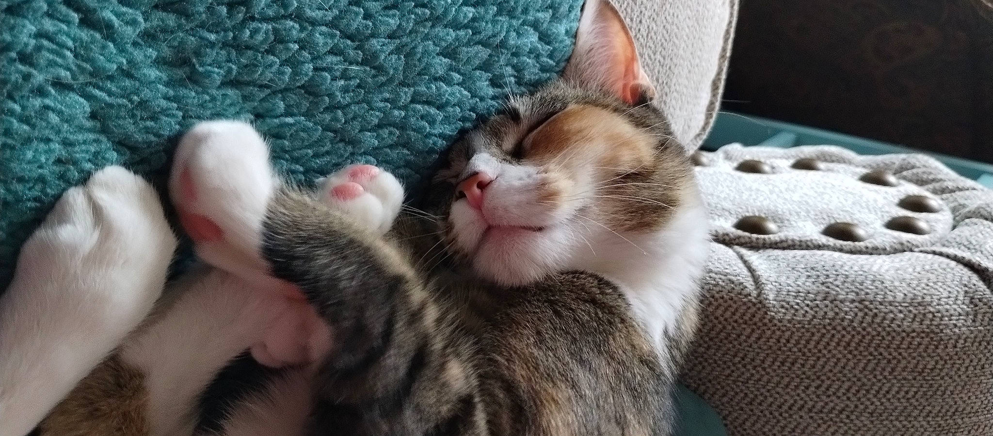 Sophia is registered to the contest to win money with this photo: carnivore, cat, claw, comfort, domestic_short_haired_cat, fawn, felidae, foot, fur, gesture, human_leg, lap, leg, nap, paw, small_to_medium_sized_cats, snout, tail, tree, whiskers