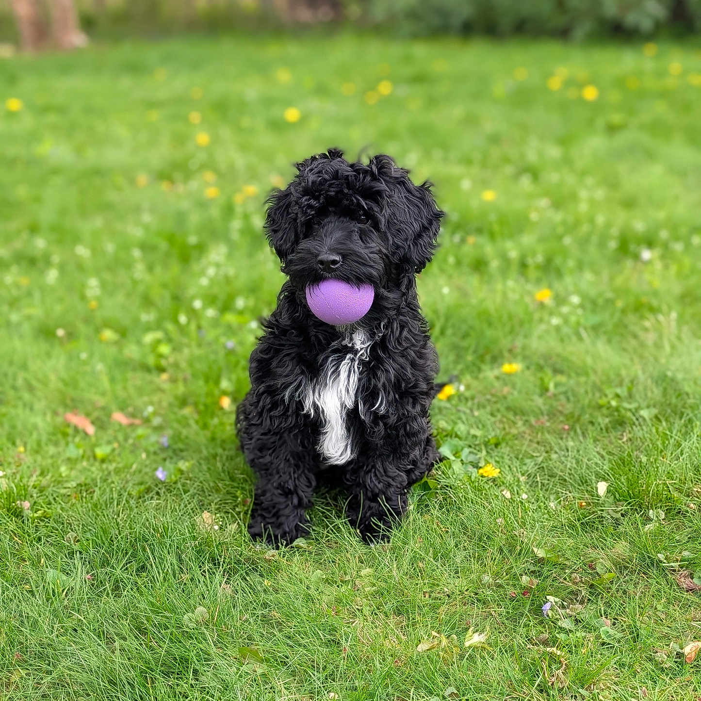 Marlow is registered to the contest to win money with this photo: adorable, animal, black_dog, curly_fur, cute, daylight, dog, fetch, friendly, fun, grass, greenery, nature, outdoor, park, pet, playing, purple_ball, sitting, summer