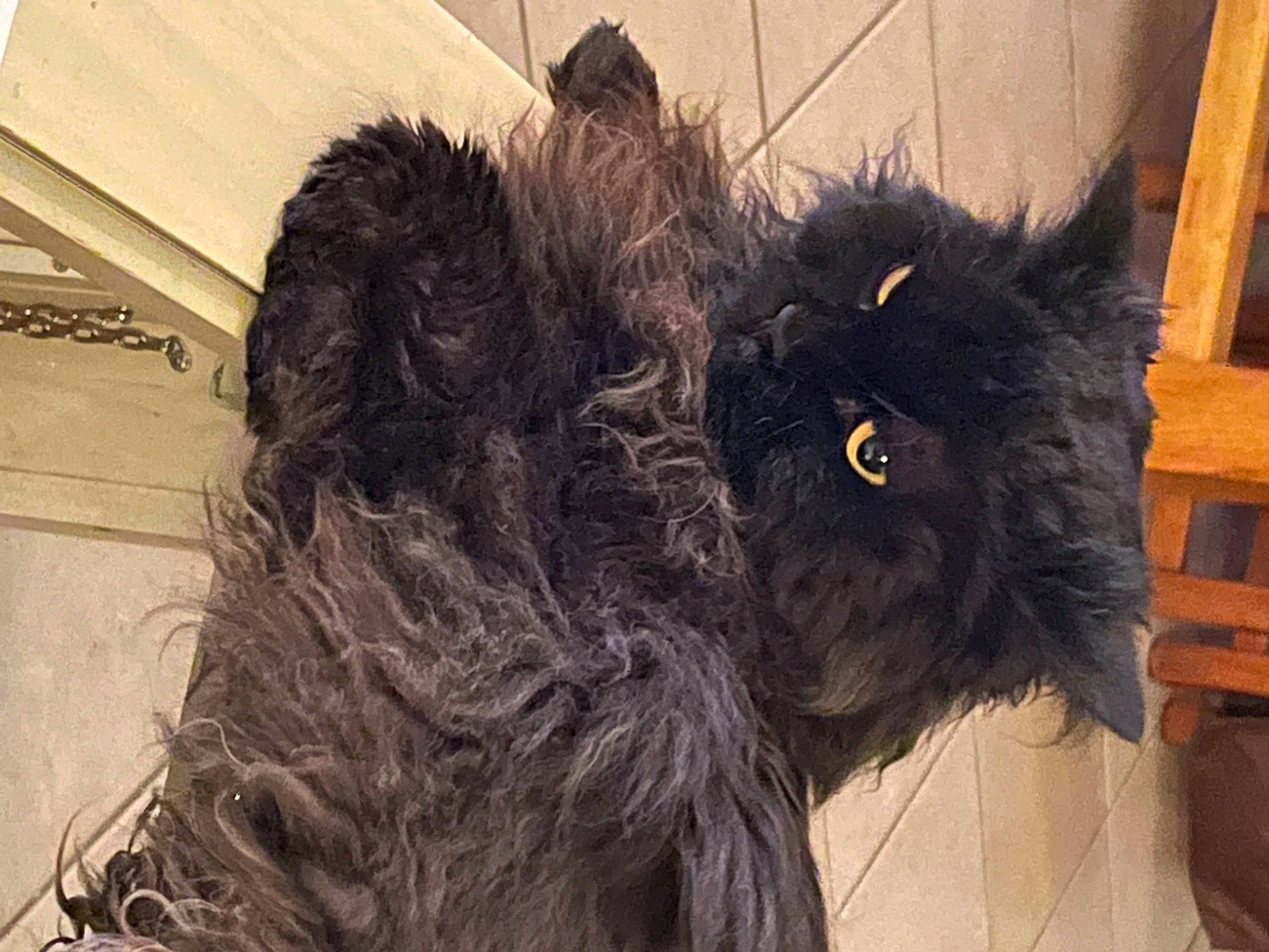 Mimi participe au concours pour gagner de l'argent avec cette photo : carnivore, fur, grey, natural_material, snout, stuffed_toy, water_dog, wood_stain, working_animal