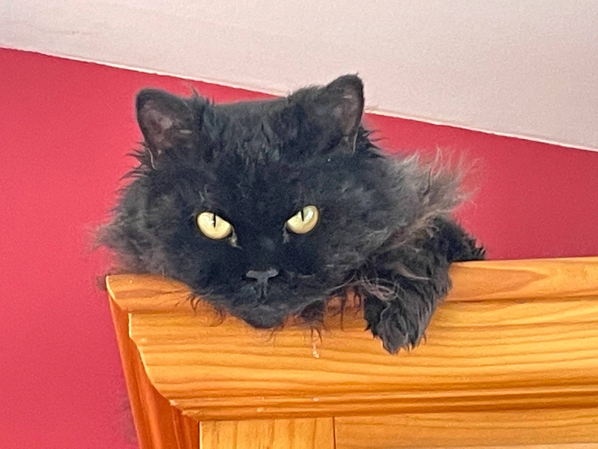 Mimi a rejoint le concours — aidez-le/la à gagner de superbes lots ! black_cat, carnivore, cat, felidae, fur, grey, hardwood, laminate_flooring, mammal, plank, plywood, small_to_medium_sized_cats, snout, varnish, whiskers, wood, wood_stain