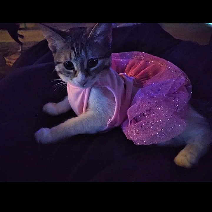 Chi joined the competition — help win amazing prizes! abyssinian, animal, blanket, cat, cushion, face, head, homedecor, indoors, kitten, manx, nature, night, person, pet, photography, portrait, purple, quilt, sleeping