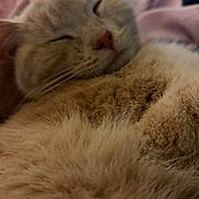 Milo joined the competition — help win amazing prizes! cat, sleeping, fluffy, close_up, pink_blanket, cozy, feline, nap, fur, domestic_animal, whiskers, relaxed, cute, indoor, pet, soft_texture, animal_face, resting, warm, comfort