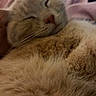 cat, sleeping, fluffy, close_up, pink_blanket, cozy, feline, nap, fur, domestic_animal, whiskers, relaxed, cute, indoor, pet, soft_texture, animal_face, resting, warm, comfort