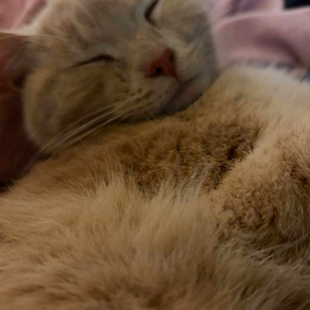 Milo joined the competition — help win amazing prizes! cat, sleeping, fluffy, close_up, pink_blanket, cozy, feline, nap, fur, domestic_animal, whiskers, relaxed, cute, indoor, pet, soft_texture, animal_face, resting, warm, comfort