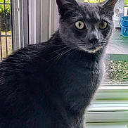 Flutter is registered to the contest to win money with this photo: alert, animal, cat, closeup, curious, domestic_cat, feline, fur, gray_cat, houseplant, indoor, natural_light, outdoor, pet, portrait, sitting, whiskers, window, windowsill, yellow_eyes