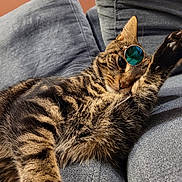 Pheonix a rejoint le concours — aidez-le/la à gagner de superbes lots ! animal, blue_couch, cat, cozy, cute, domestic, fashion, feline, fur, home, indoor, leisure, paw, pet, portrait, relaxed, stretching, sunglasses, tabby, whiskers