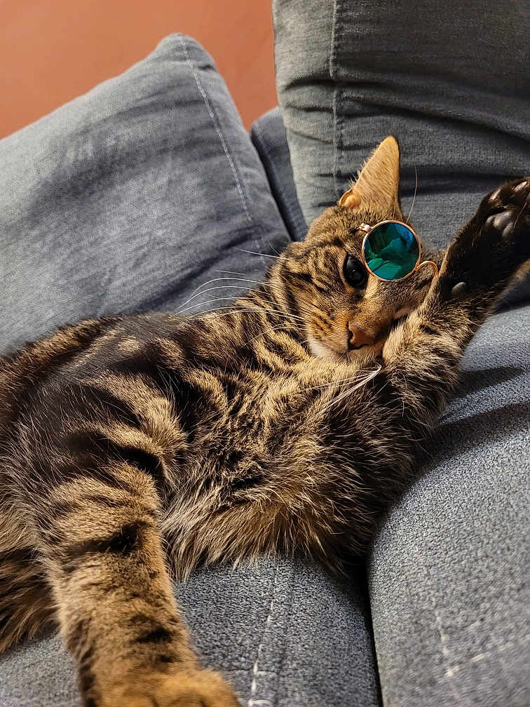 Pheonix a rejoint le concours — aidez-le/la à gagner de superbes lots ! animal, blue_couch, cat, cozy, cute, domestic, fashion, feline, fur, home, indoor, leisure, paw, pet, portrait, relaxed, stretching, sunglasses, tabby, whiskers