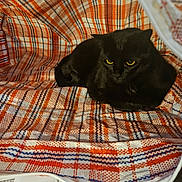 Pickles joined the competition — help win amazing prizes! black_cat, cat, pet, animal, yellow_eyes, woven_bag, checkered_pattern, orange, white, blue, cozy, indoor, resting, feline, closeup, texture, fabric, comfort, hiding, cute