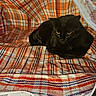 black_cat, cat, pet, animal, yellow_eyes, woven_bag, checkered_pattern, orange, white, blue, cozy, indoor, resting, feline, closeup, texture, fabric, comfort, hiding, cute
