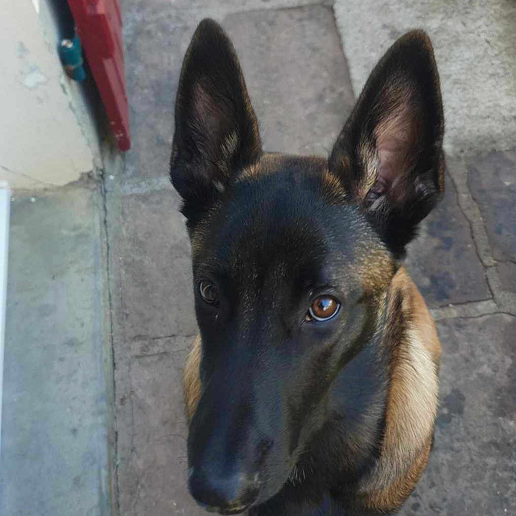 Luna participe au concours pour gagner de l'argent avec cette photo : alert, animal, black, brown, canine, closeup, curious, dog, door, ears, face, looking_up, outdoor, pavement, pet, portrait, sidewalk, tree, waiting, young_dog