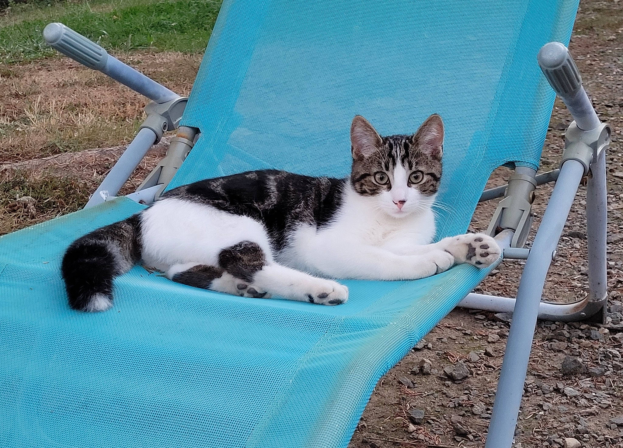 Paco participe au concours pour gagner de l'argent avec cette photo : carnivore, cat, chair, comfort, domestic_short_haired_cat, felidae, fur, grass, lap, leisure, linens, outdoor_furniture, paw, sitting, small_to_medium_sized_cats, tail, tree, whiskers