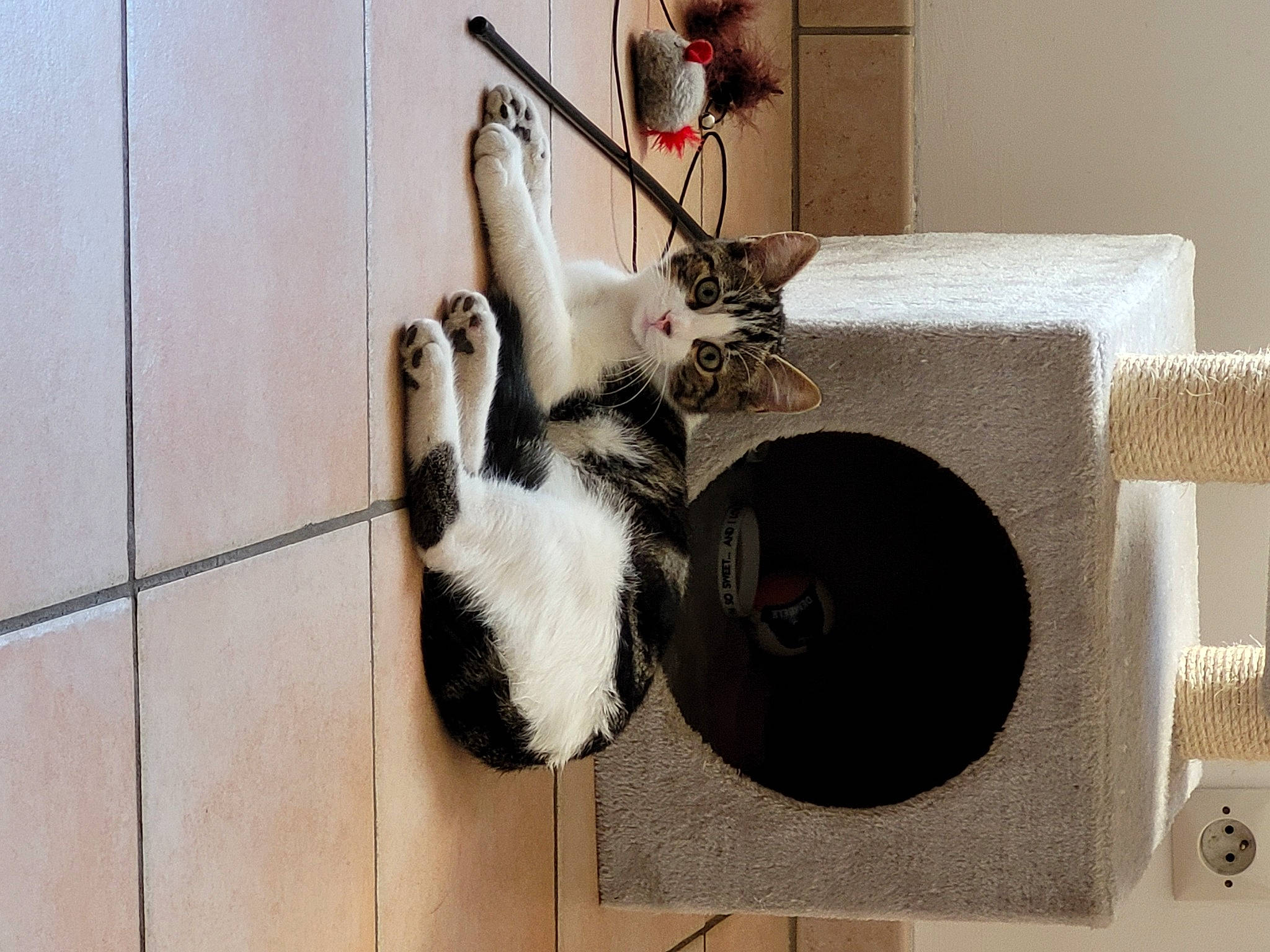 Paco a rejoint le concours — aidez-le/la à gagner de superbes lots ! carnivore, cat, cat_bed, cat_supply, comfort, felidae, floor, flooring, fur, grey, hardwood, house, pet_supply, plant, room, small_to_medium_sized_cats, tail, textile, whiskers, wood