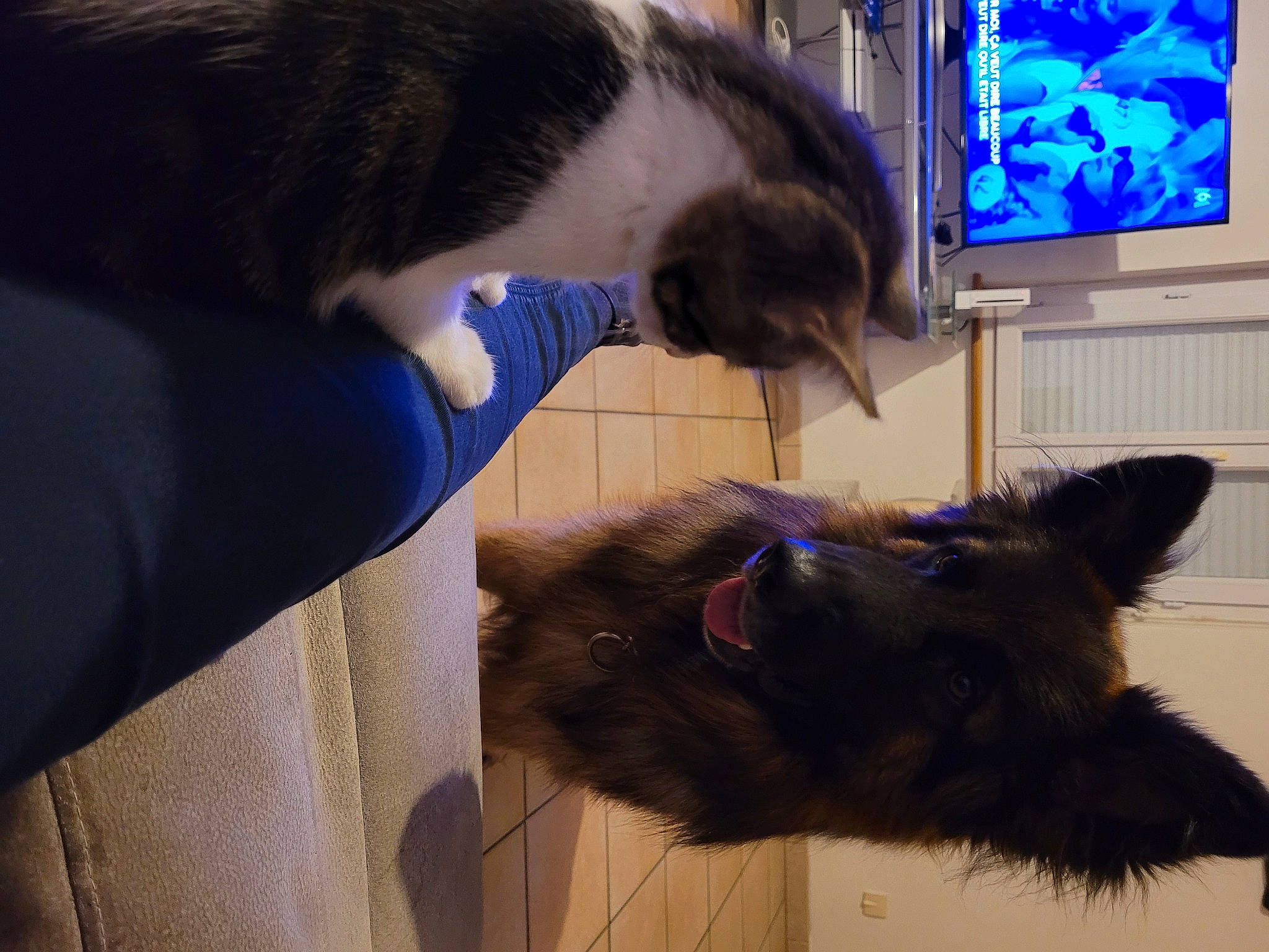 Paco a rejoint le concours — aidez-le/la à gagner de superbes lots ! blue, canidae, carnivore, cat, companion_dog, display_device, dog_breed, domestic_short_haired_cat, ear, electric_blue, felidae, fur, led_backlit_lcd_display, small_to_medium_sized_cats, snout, sporting_group, tail, television, television_set, whiskers