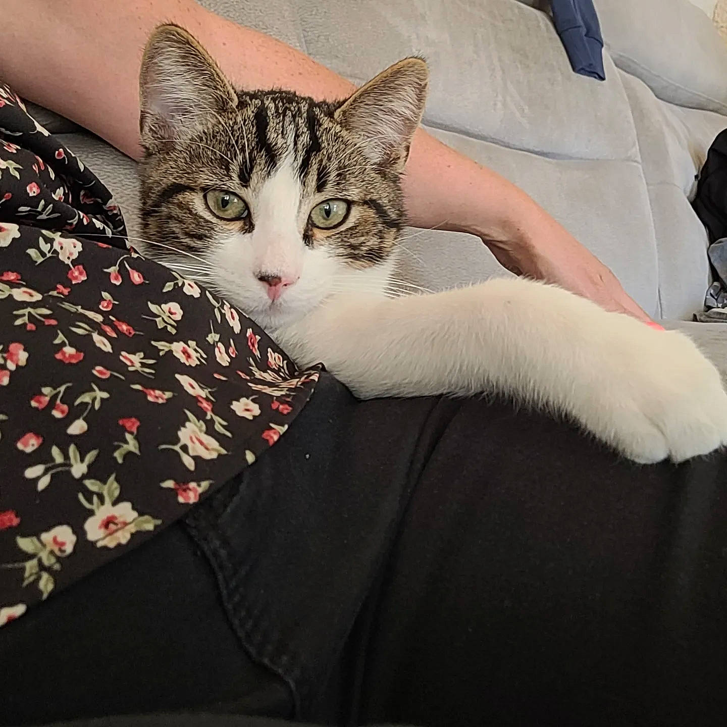 Paco a rejoint le concours — aidez-le/la à gagner de superbes lots ! bed, bedding, carnivore, cat, claw, comfort, domestic_short_haired_cat, felidae, foot, fur, human_leg, linens, nail, nap, paw, sleep, small_to_medium_sized_cats, tail, whiskers, window