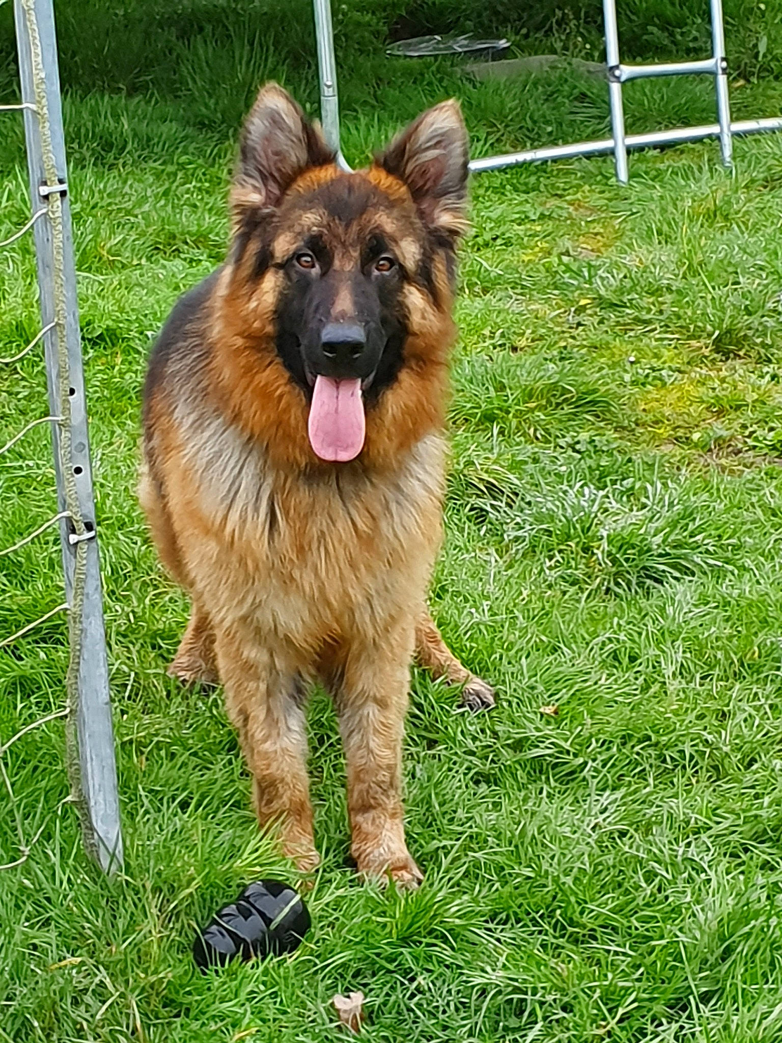 Onyx a rejoint le concours — aidez-le/la à gagner de superbes lots ! belgian_shepherd, belgian_shepherd_malinois, bohemian_shepherd, canidae, carnivore, dog, dog_breed, east_european_shepherd, fawn, german_shepherd_dog, herding_dog, king_shepherd, kunming_wolfdog, mammal, old_german_shepherd_dog, rare_breed_dog, shiloh_shepherd_dog, sporting_group, tervuren, vertebrate