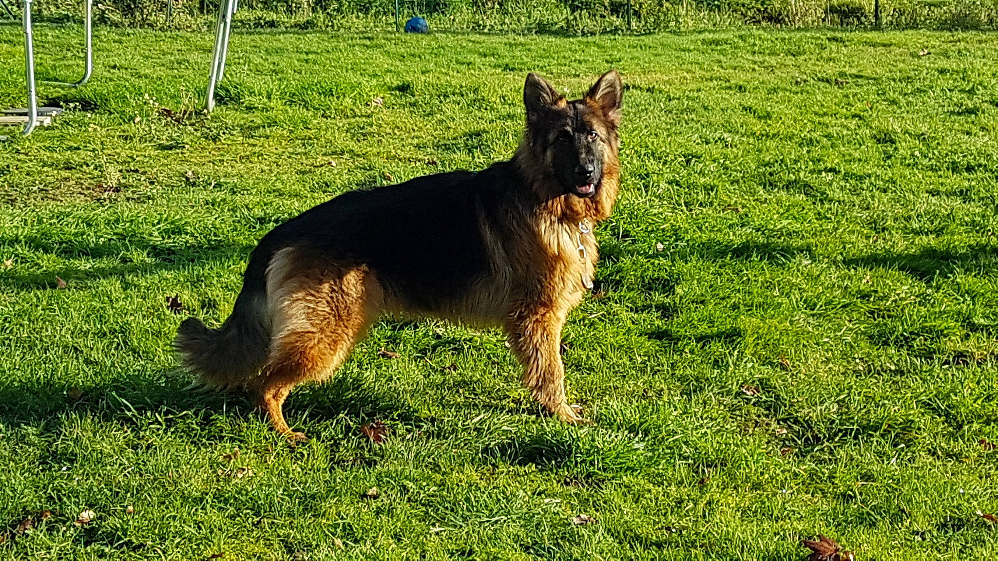 Onyx a rejoint le concours — aidez-le/la à gagner de superbes lots ! belgian_shepherd_malinois, bohemian_shepherd, canidae, carnivore, dog, dog_breed, east_european_shepherd, german_shepherd_dog, grass, herding_dog, king_shepherd, kunming_wolfdog, mammal, old_german_shepherd_dog, pasture, plant, shiloh_shepherd_dog, tervuren, vertebrate, working_dog