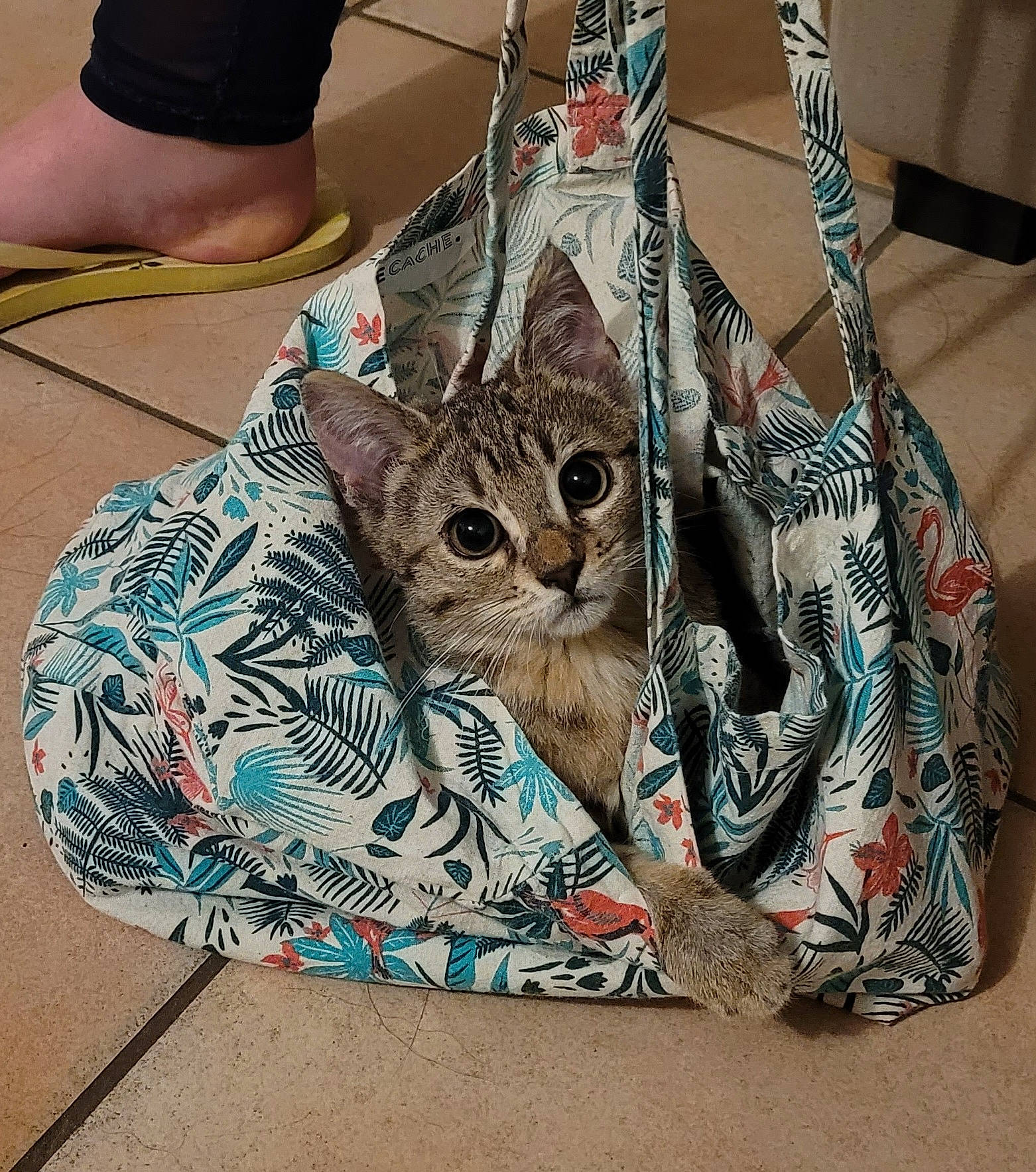Teddy a rejoint le concours — aidez-le/la à gagner de superbes lots ! bag, basket, carnivore, cat, domestic_short_haired_cat, fashion_accessory, felidae, fur, linens, luggage_and_bags, pattern, small_to_medium_sized_cats, t_shirt, whiskers