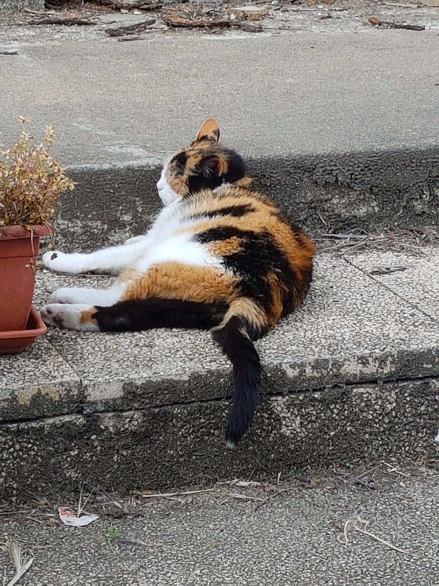 Galipette a rejoint le concours — aidez-le/la à gagner de superbes lots ! aegean_cat, asphalt, carnivore, cat, claw, domestic_short_haired_cat, european_shorthair, felidae, fur, paw, plant, polydactyl_cat, road, sand, small_to_medium_sized_cats, sunlight, tabby_cat, tail, whiskers, wildlife