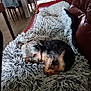 Filou a rejoint le concours — aidez-le/la à gagner de superbes lots ! black, blanket, brown, couch, cozy, curled_up, dog, fluffy, fur, furniture, gray, home, indoor, living_room, pet, red_couch, relaxing, resting, sleeping, small_dog