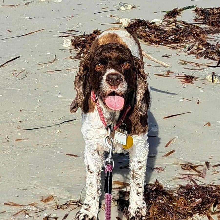 Gracie is registered to the contest to win money with this photo: accessories, animal, beach, bird, bodypart, canine, coast, cockerspaniel, dog, leash, nature, outdoors, pet, puppy, rock, sea, shoreline, soil, strap, water