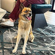 Rookie joined the competition — help win amazing prizes! dog, blue_eyes, carpet, person, maroon_pants, white_sneakers, chair, indoor, leash, tongue_out, happy, sitting, modern_furniture, floor, patterned_rug, pet, casual_clothing, animal, domestic, relaxed