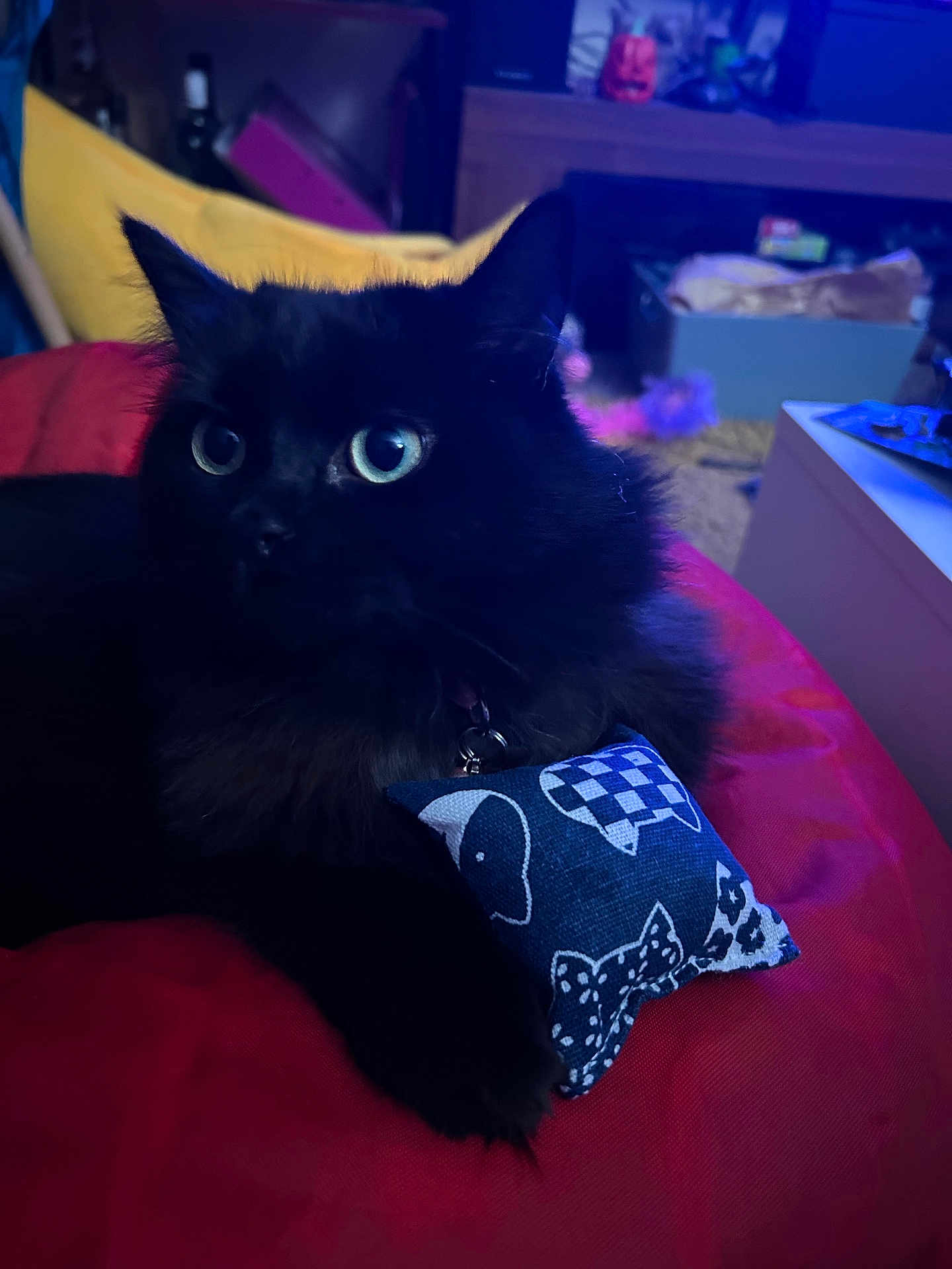 Momo joined the competition — help win amazing prizes! animal, black_cat, blue_eyes, cat, closeup, cozy, cushion, cute, domestic_cat, furniture, furry, home, indoor, patterned_pillow, pet, pillow, red_cushion, relaxing, resting, soft_lighting